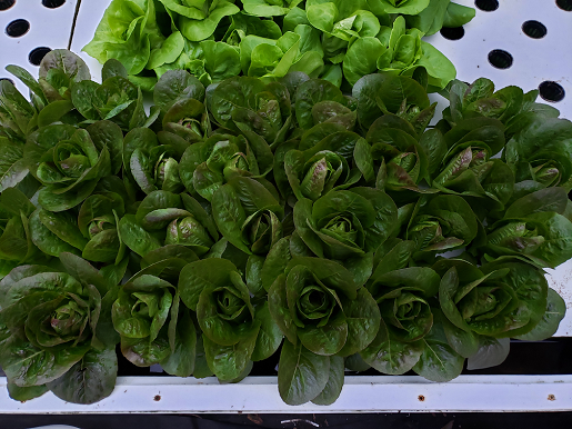 Mini Red Ramaine lettuce