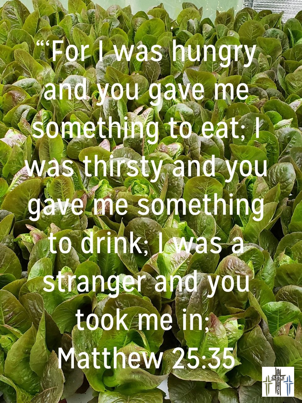 Grace Aquaponics Feed The Body Feed The Soul grace-aquaponics-feed-the-body-feed-the-soul